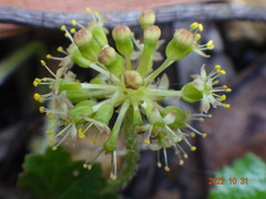 Hydrocotyle laxiflora