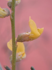 Calobota halenbergensis