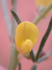 Calobota halenbergensis