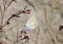 Polyommatus icarus