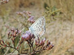 Plebejus
