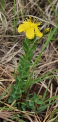 Hypericum aethiopicum