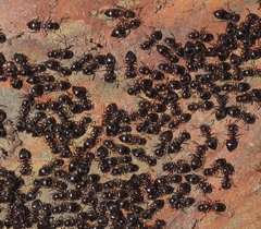 Crematogaster auberti