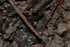 Dicyrtomina
