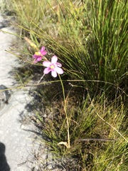 Ixia stricta