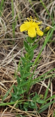 Hypericum aethiopicum