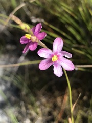 Ixia stricta