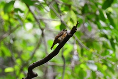 Muscicapa ferruginea