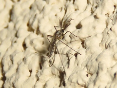 Aedes triseriatus
