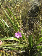 Ixia stricta