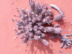 Euphorbia caput-medusae