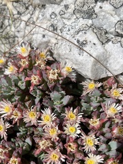Oscularia deltoides