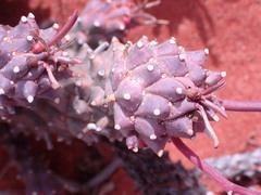 Euphorbia caput-medusae