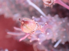 Euphorbia caput-medusae