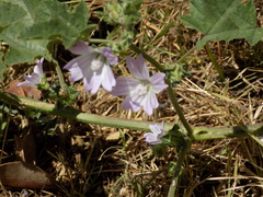Malva multiflora