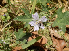 Malva multiflora