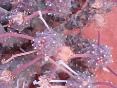 Euphorbia caput-medusae