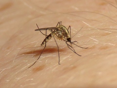 Aedes trivittatus
