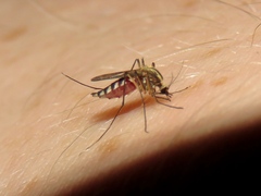 Aedes trivittatus