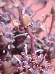 Euphorbia caput-medusae