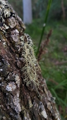 Usnea