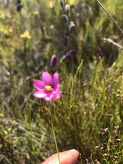 Ixia stricta