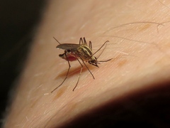 Aedes trivittatus