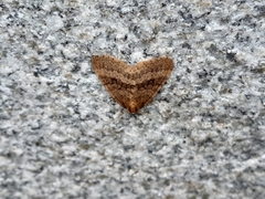 Operophtera