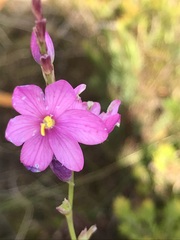 Ixia stricta