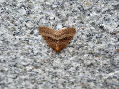 Operophtera