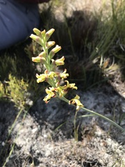 Tritoniopsis parviflora