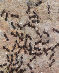 Monomorium algiricum