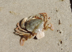 Liocarcinus holsatus