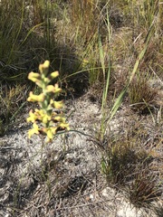 Tritoniopsis parviflora