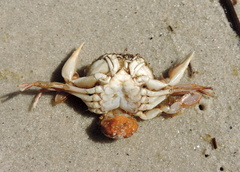 Liocarcinus holsatus