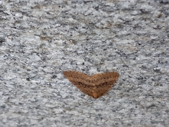 Operophtera