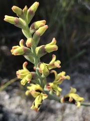 Tritoniopsis parviflora