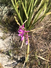 Ixia stricta
