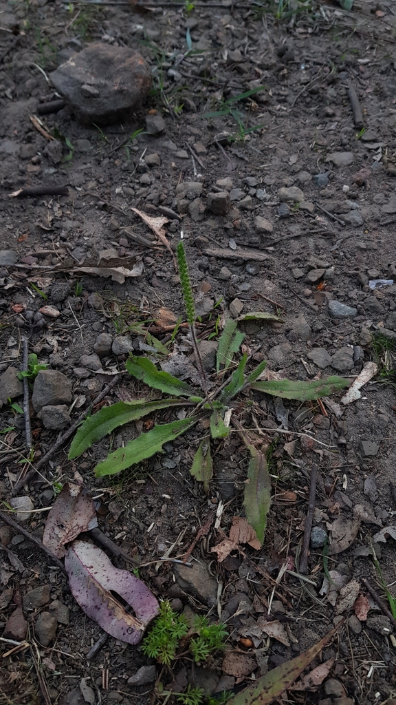 plantains from Hornsby NSW 2077, Australia on November 2, 2022 at 0710