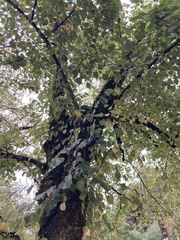 Tilia × europaea