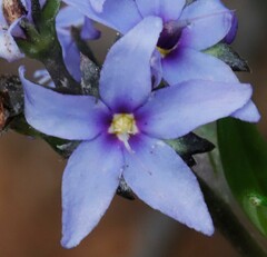 Halgania andromedifolia