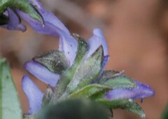 Halgania andromedifolia