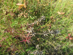 Dracocephalum ruyschiana