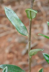 Halgania andromedifolia