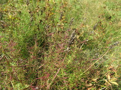 Dracocephalum ruyschiana