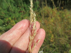 Achnatherum sibiricum
