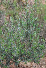 Halgania andromedifolia