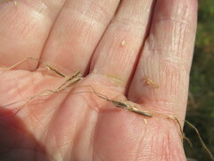 Achnatherum sibiricum