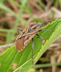 Spilostethus rivularis