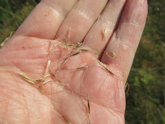 Achnatherum sibiricum